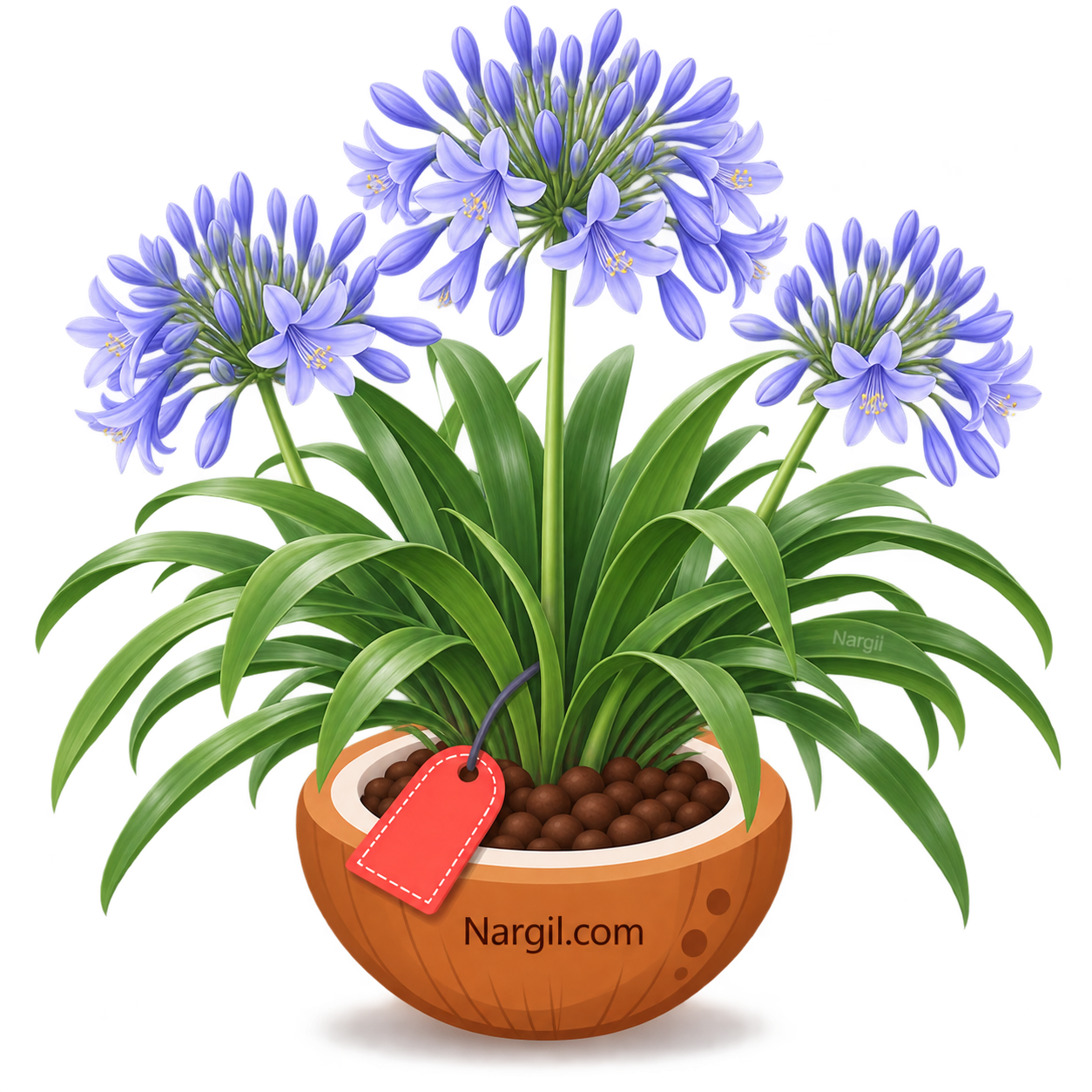 Nargil_Agapanthus orientalis